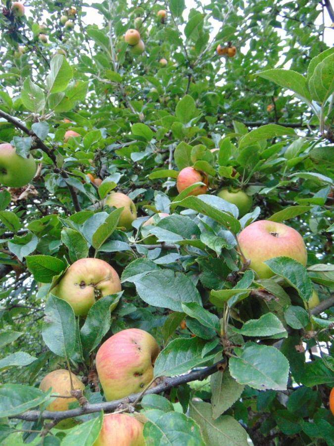 Apple House Βίλα Τσέτινιε Εξωτερικό φωτογραφία